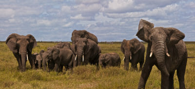 Elefants Pano