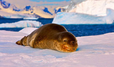 Seal Portrait